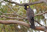 Yellow-tailed Black-Cockatooborder=